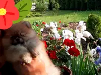 девчулькишпицульки, фотография 4