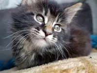 Котята Мейн-кун, фотография 8