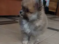 Клёвый шпиц-малыш, фотография 5