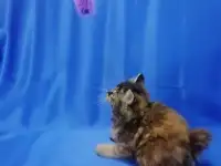 Курильский бобтейл, фотография 8