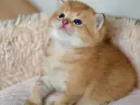 ЗОЛОТАЯ ШИНШИЛЛА шотландские котята