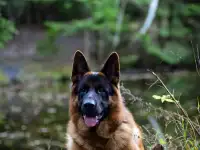 Немецкая овчарка кобель для вязок, фотография 5