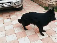 Щенок нем овчарки, фотография 2