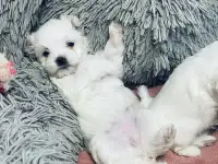 Продажа щенков мальтийской болонки, фотография 3