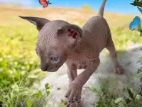 Котята канадского сфинкса, фотография 3