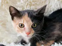 Котенок Бони, фотография 4