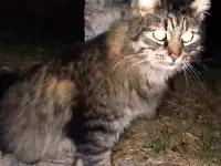 Огромный и очень ласковый львёнок., фотография 4