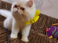 Продаётся персидский котёнок экстремального типа