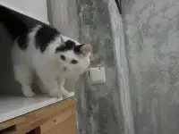 Кошка в поисках дома, фотография 2