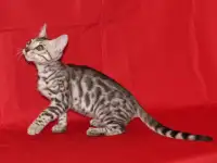 Снежный барс - бенгалочка из питомника, фотография 4