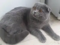 Шотландские котята, фотография 4