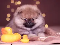 мальчик померанский шпиц, фотография 2