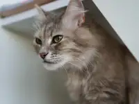 Серая пушистая кошка Шелли в самые добрые ручки!, фотография 4