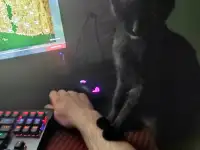 нужно пристроить котика, фотография 4