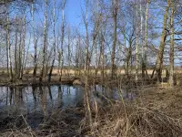 Дом в деревне с большим участком, Г. д. Чемери, фотография 3