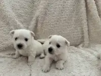 Щенки Вест, фотография 2