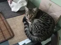 Пропал котенок бенгал, фотография 5