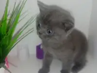 Шотландские котята, фотография 2