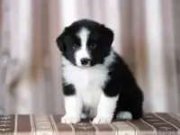 бордер колли