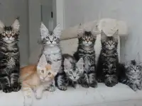 Мейн-кун котята, фотография 5