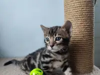 Бенгальский котенок (мальчик), фотография 2