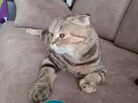 Котята, шотландские и британские., фотография 6