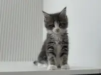 Очаровательная девочка Мейн-Кун, фотография 2
