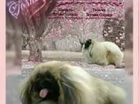 Пекинес вязка