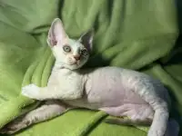 Котенок ДевонРекс, фотография 2