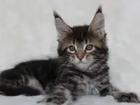 Кошечка мейн-кун