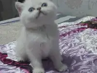 Шотландский котенок(девочка)