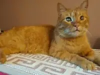 Красавчик Фокс ищет дом!, фотография 9