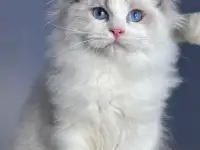 Рэгдолл