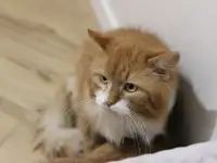 Благородный котик Леонард в добрые ручки в дар!, фотография 8