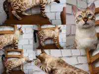 Бенгальские котята, фотография 5