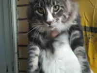 Кот породы Мейн-кун, фотография 4