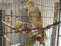 Продам деток кореллы