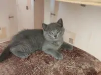 Британский котенок голубого окраса., фотография 3
