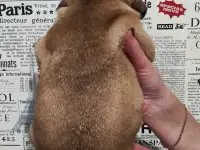 Щенки французский бульдог, фотография 2