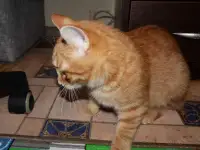Домашний котенок 4 мес. Любит спать на ручках, добрый, очень нежный, фотография 3