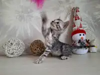 Бенгальские котята, фотография 4
