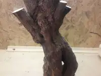 продам ветки и ствол сирени