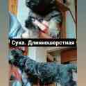 Щенки немецкой овчарки, фотография 5