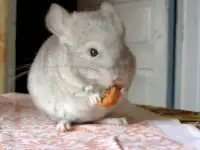 Шиншилла