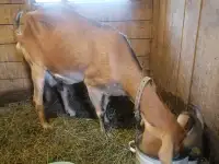 дойные козы