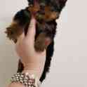 Йоркширский терьер,девочки мини., фотография 7