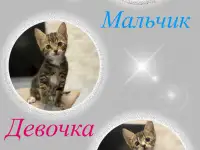 Котята-тигрята в добрые руки.