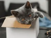 Шотландские котята, фотография 9