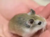 Хомяки роборовского