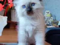 КОТЯТА  РЭГДОЛЛ, фотография 5